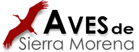 Aves de Sierra Morena - Marketing Surfers Aves de Sierra Morena - Marketing Surfers